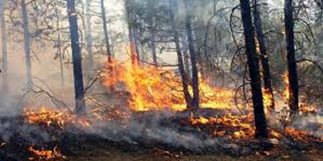 INCENDIOS CHIHUAHUA