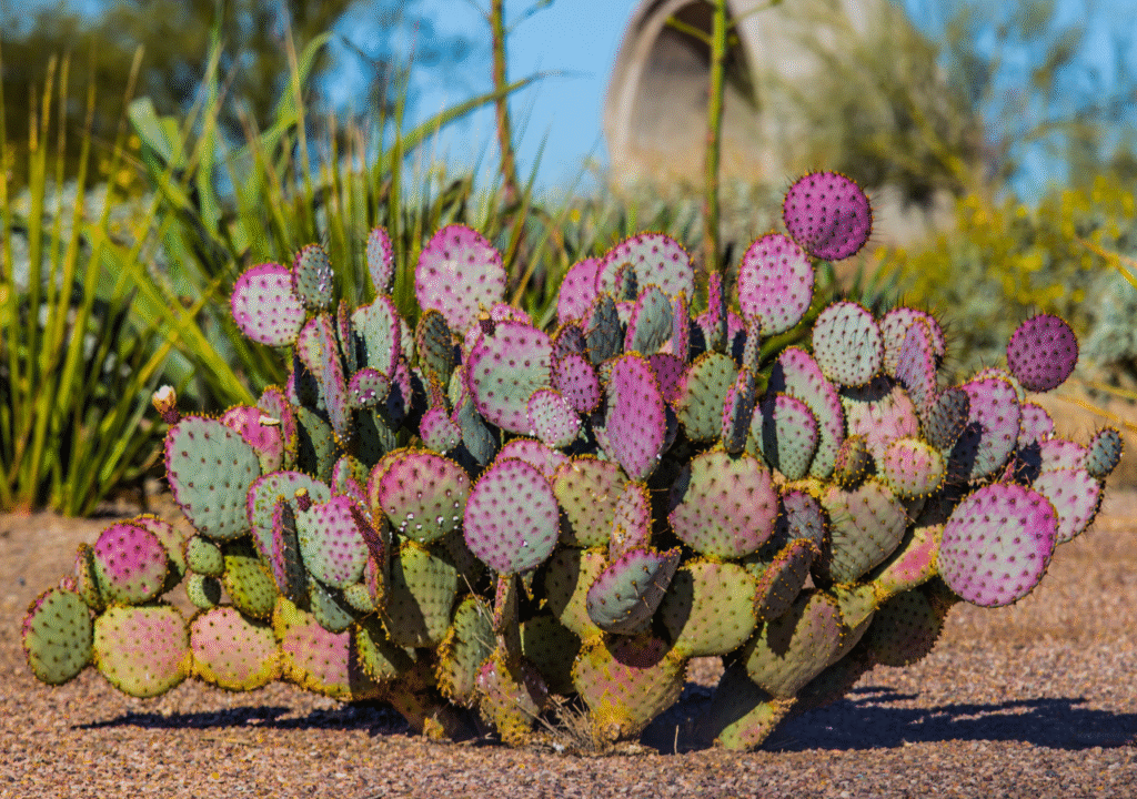 Nopales