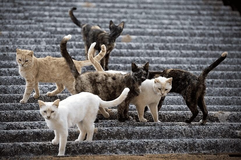 Gatos 