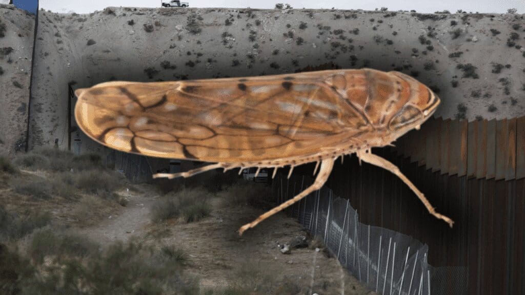 Detectan nueva plaga en frontera México-EU: la Osbornellus salsus enciende alertas fitosanitarias