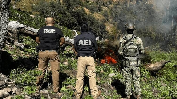 Destruyen cuatro plantíos de marihuana en Cañón La Sierrita con operativo conjunto en Chihuahua
