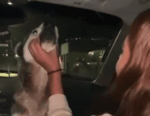 Jóvenes embriagan a un perro en Madera y enfrentarán audiencia por maltrato animal