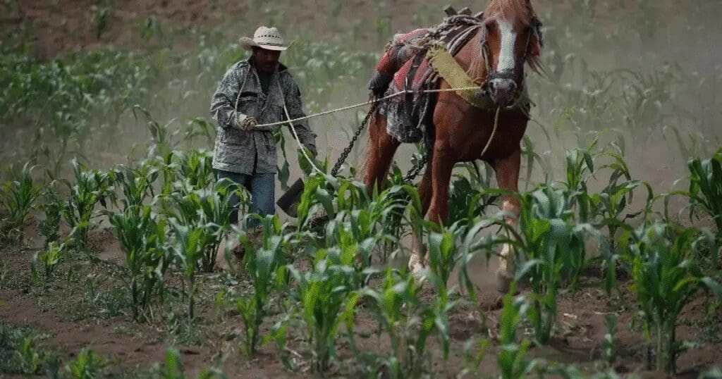 Más de 300 mil productores agrícolas exigen soluciones ante la crisis del campo mexicano
