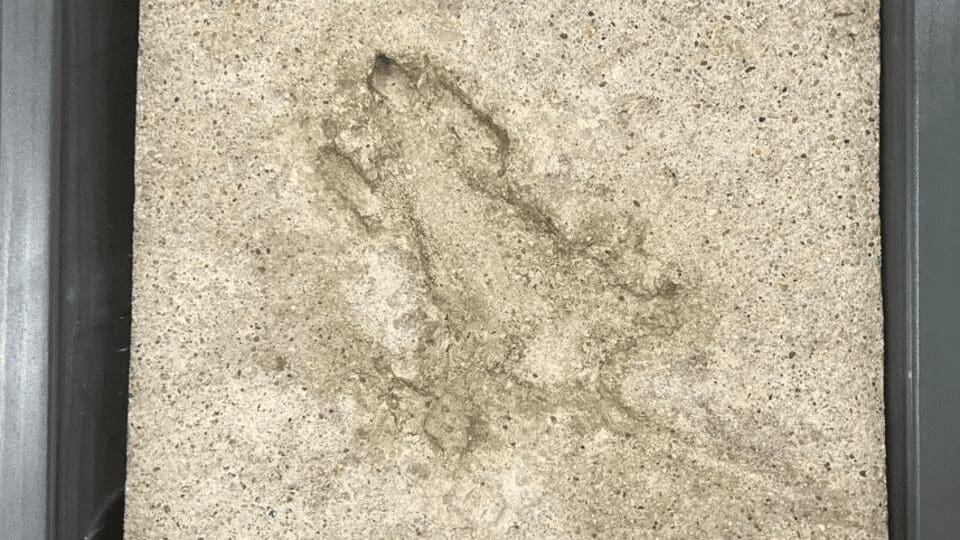 Científicos revelan que el famoso agujero de rata de Chicago fue hecho por una ardilla