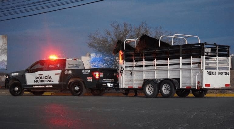 Retiran 56 animales de la zona de El Reliz; aplican sanciones por más de $180 mil