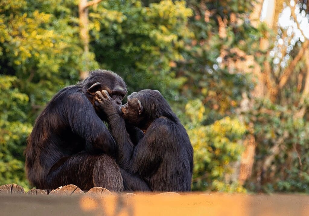 El origen del beso se remonta a ancestros de hace más de 20 millones de años