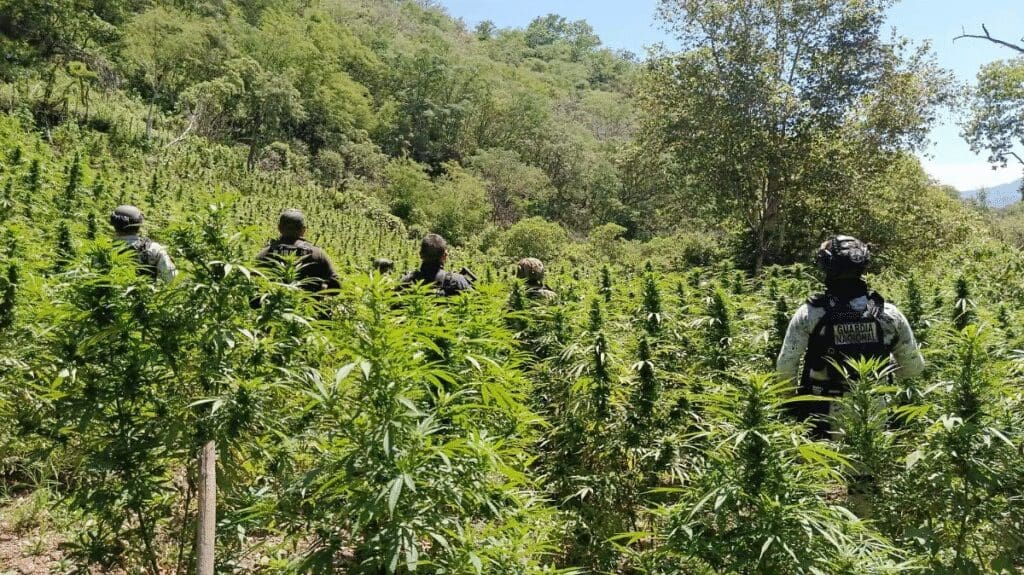 SEDENA y Guardia Nacional aseguran camión cisterna con 176 kg de droga en Ciudad Juárez.