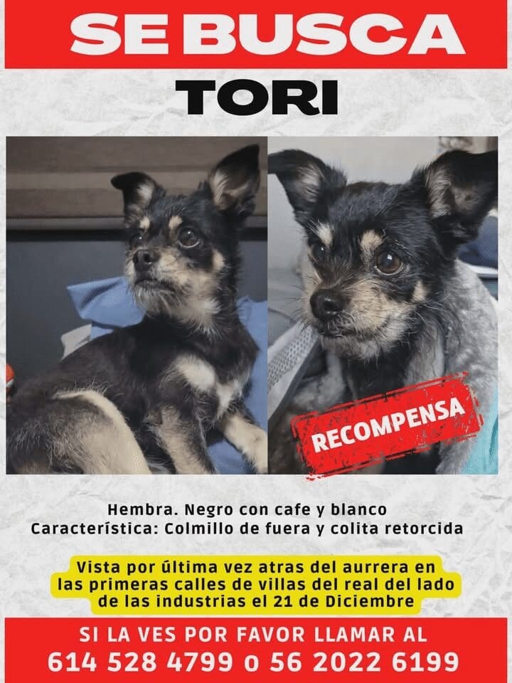 Ofrecen recompensa de dos mil pesos por perrita extraviada