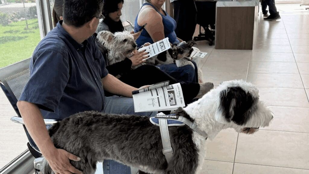 Municipio brindó 11 mil 600 vacunas y desparasitaciones a perros y gatos