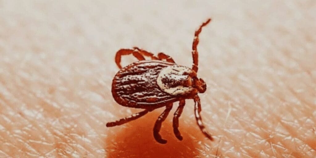 Chihuahua registra 53 muertes por rickettsia en 2025