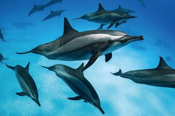 Científicos documentan por primera vez la cooperación entre delfines y orcas residentes del norte para cazar salmón en Canadá.