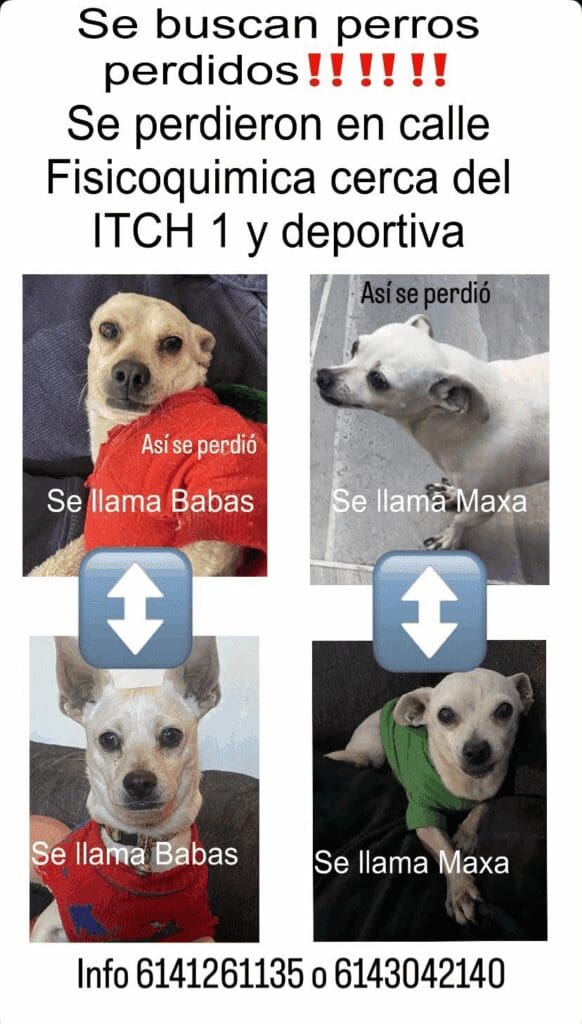 Buscan a los perritos “Maxa” y “Babas”, extraviados en la colonia Unidad Tecnológico; ofrecen recompensa por información.