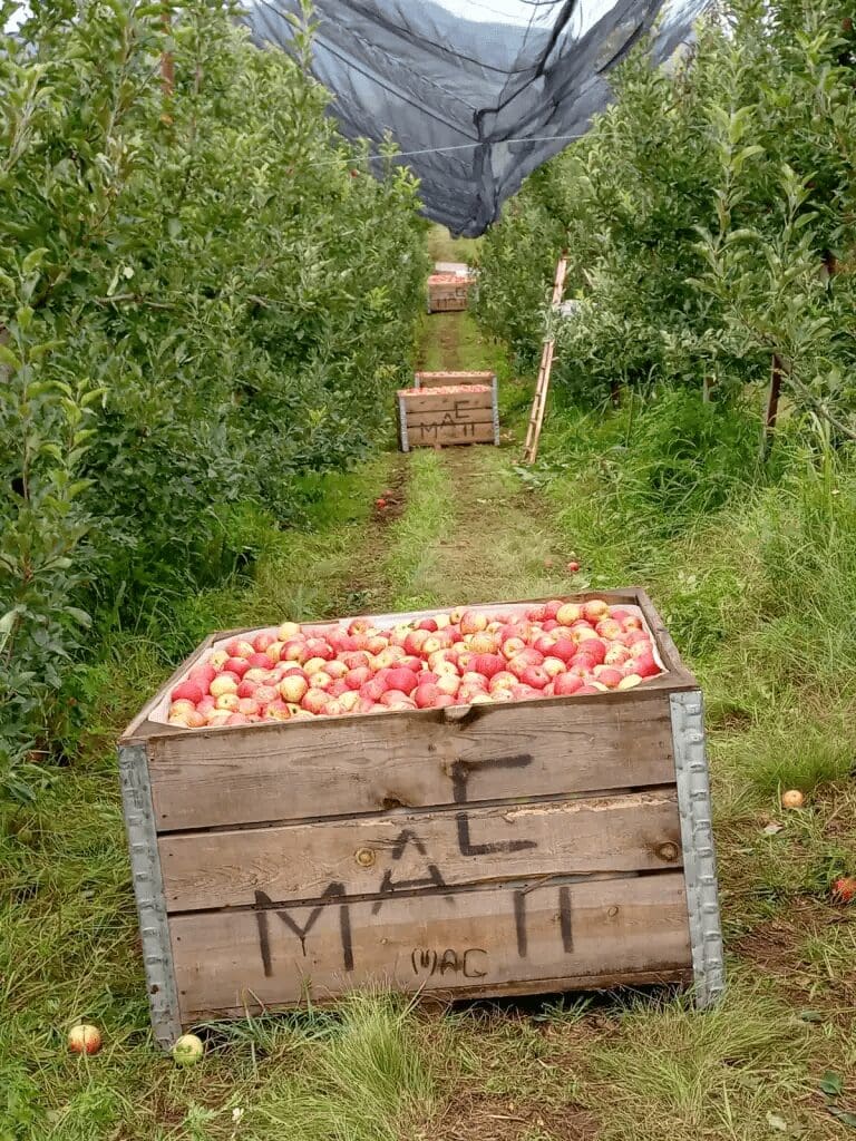 Manzanas de EU reducen 14% las ganancias de productores de Chihuahua