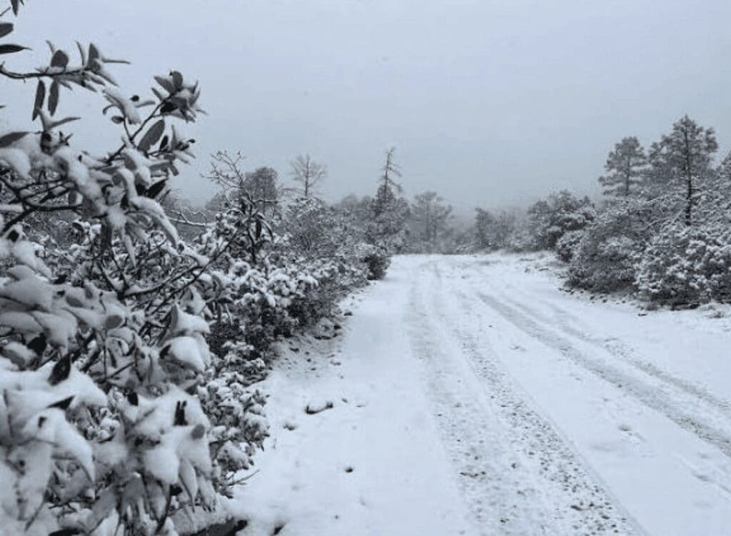Primera nevada de 2026 se registra en la Sierra Tarahumara.