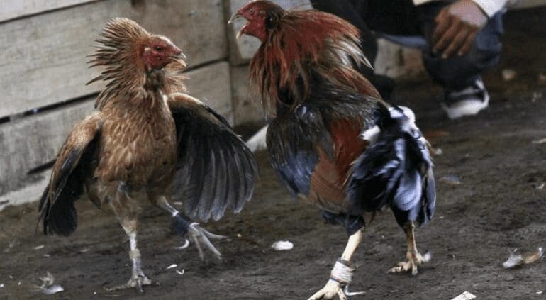 Reactivan permisos para peleas de gallos y jaripeos en la entidad