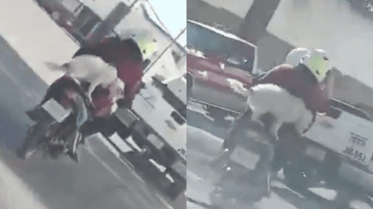 Video viral muestra a un perrito viajando en motocicleta sin protección en Chihuahua.