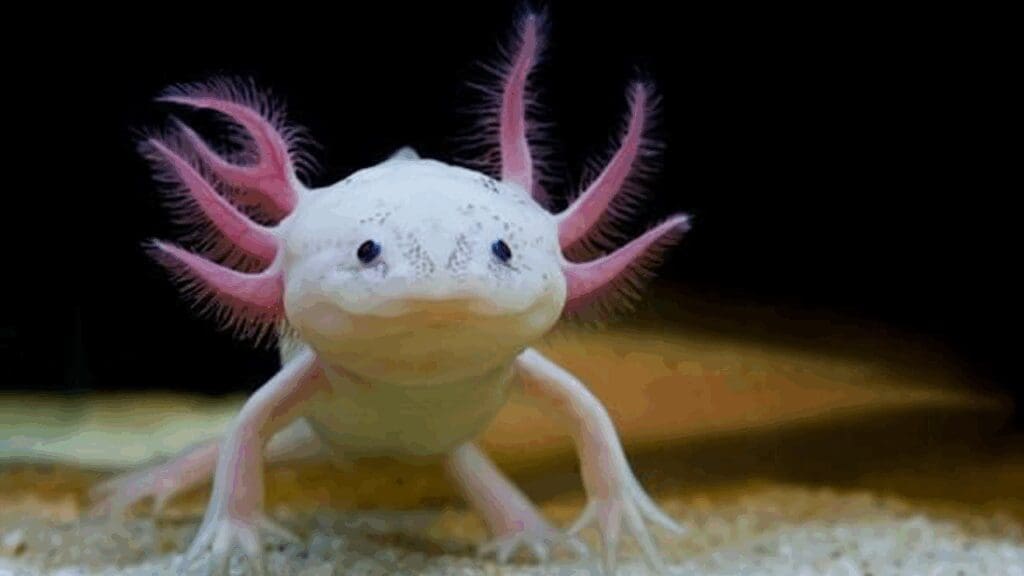 Día Nacional del Ajolote conoce la importancia ambiental, cultural y científica del anfibio mexicano en peligro crítico de extinción.