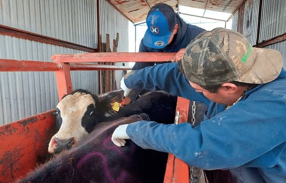 Chihuahua expone acciones contra el gusano barrenador ante EU