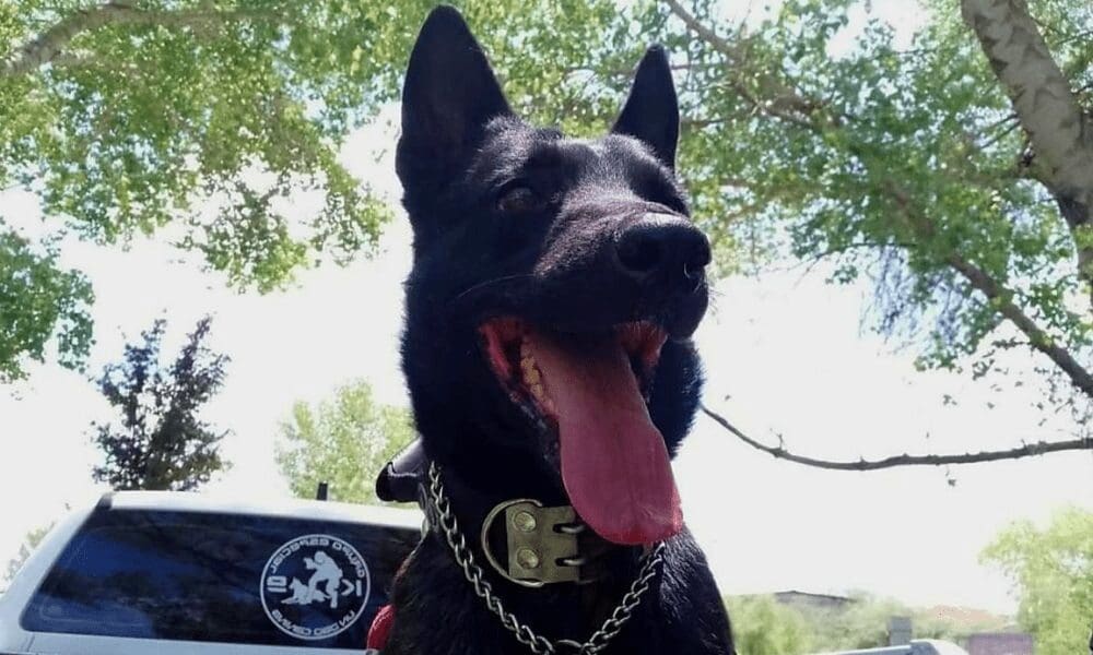 Proceso por muerte del perro policía “Vico” fue suspendido temporalmente.