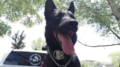 Bonilla pedirá al Congreso endurecer sanciones por agresión a perros tras muerte de Vico.