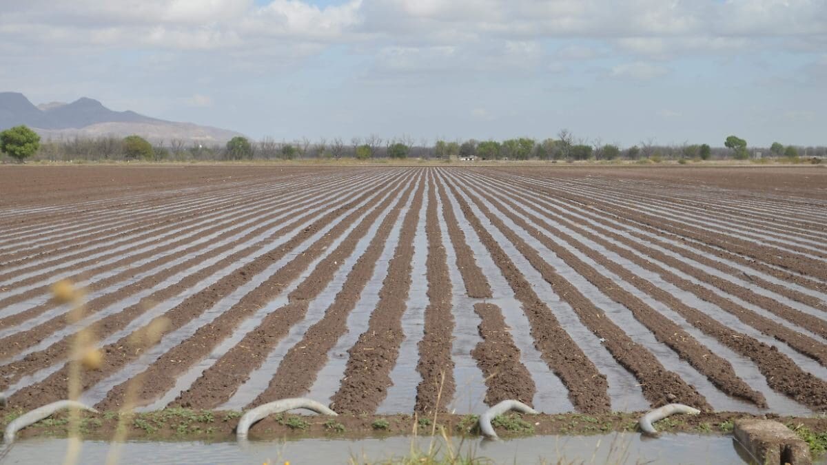 Chihuahua reporta que el 90% del agua estatal es consumida por el campo. Analizamos la crisis de los acuíferos sobreexplotados y la sequía estructural.