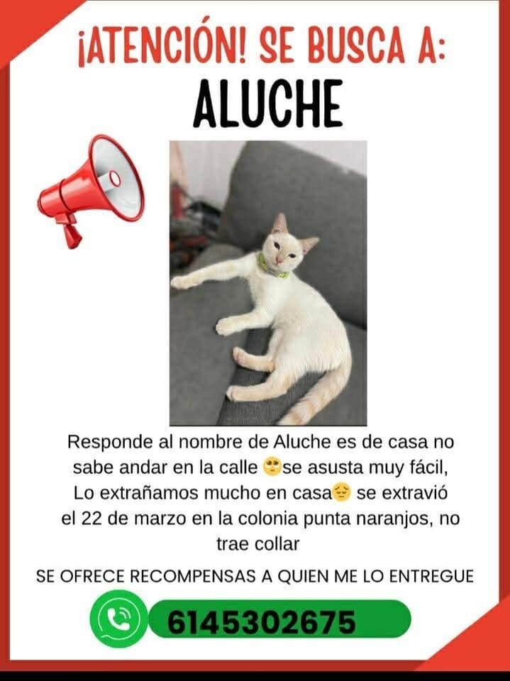 Ofrecen recompensa por el gatito Aluche, perdido en la colonia Punta Naranjos desde el 22 de marzo. Ayúdanos a que regrese con su familia en Chihuahua.