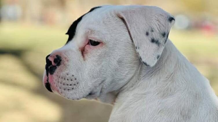 Busca a Milo en Chihuahua. Perro extraviado en la colonia Villa Juárez el 27 de marzo. Ofrecen $1000 de recompensa. ¡Ayúdalo a volver a casa!