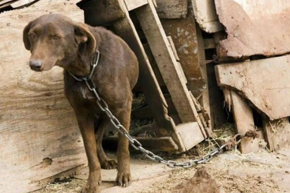 ¿Hasta 6 años de cárcel por crueldad animal? Revisa la iniciativa de reforma que analiza la Comisión de Medio Ambiente en Chihuahua.