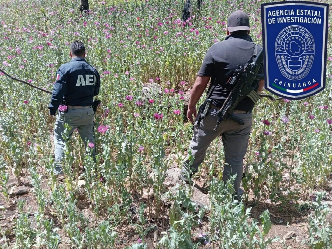 Destruyen 6,000 plantas de amapola en Guadalupe y Calvo durante operativo de seguridad. Conoce los detalles del aseguramiento en la sierra de Chihuahua.