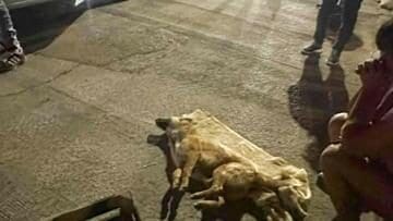 Detienen a hombre por maltrato animal en Chihuahua tras matar a un perro a golpes en la colonia Gloria
