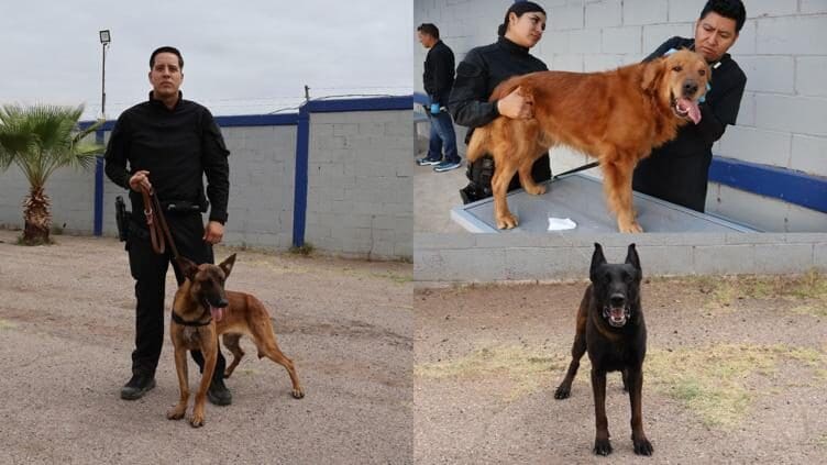 Chihuahua refuerza su seguridad con 10 nuevos canes K-9 especializados en detección de drogas y rescate.