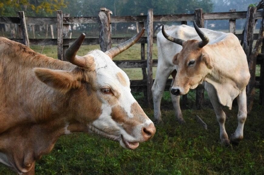 México niega reapertura de exportación de ganado a Estados Unidos por gusano barrenador