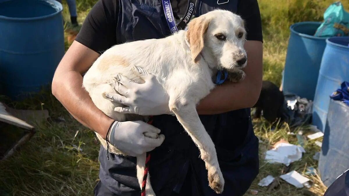 ¿Qué dijo Claudia Sheinbaum sobre el caso de Mariela Gutiérrez? Conoce la postura oficial sobre el sacrificio de perros en Tecámac aquí.