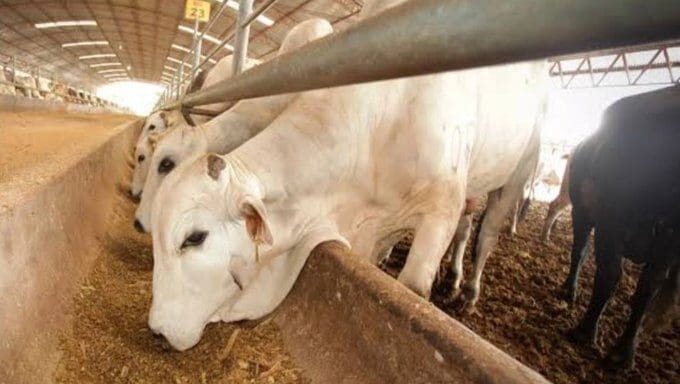 Chihuahua refuerza su cerco sanitario y prohíbe el ingreso de ganado y aves de estados con casos activos del gusano barrenador. Conoce los requisitos obligatorios y los puntos de verificación aquí.
