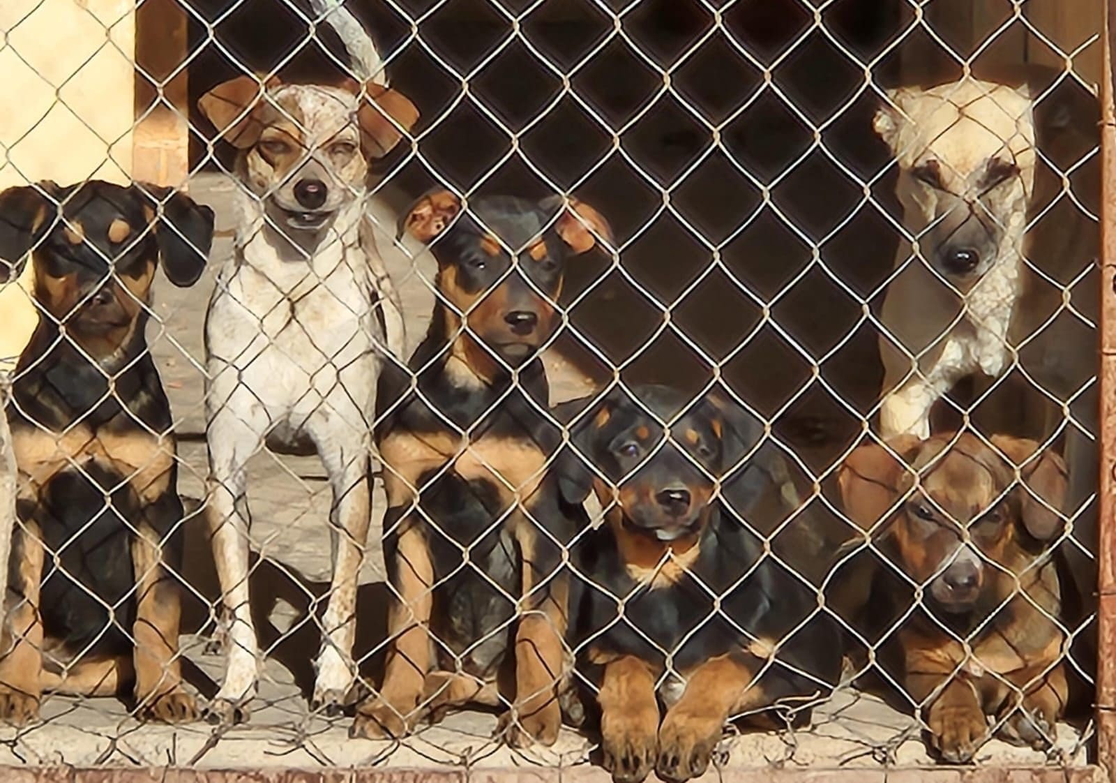 Patitas de Amor Chihuahua vende tamales de rojo a 180 pesos la docena para recaudar fondos para sus 60 perritos. Pedidos al 614 111 3069 y entrega en S-Mart Fuentes Mares el 1 de mayo. Conoce todos los detalles.
