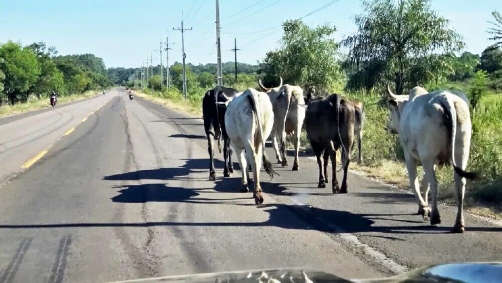 El Municipio de Chihuahua evalúa aumentar las multas por animales sueltos en la vía pública para 2027. Actualmente van de mil 500 a 3 mil 400 pesos y la decisión dependerá de las estadísticas de este año, informó el director de Desarrollo Rural.
