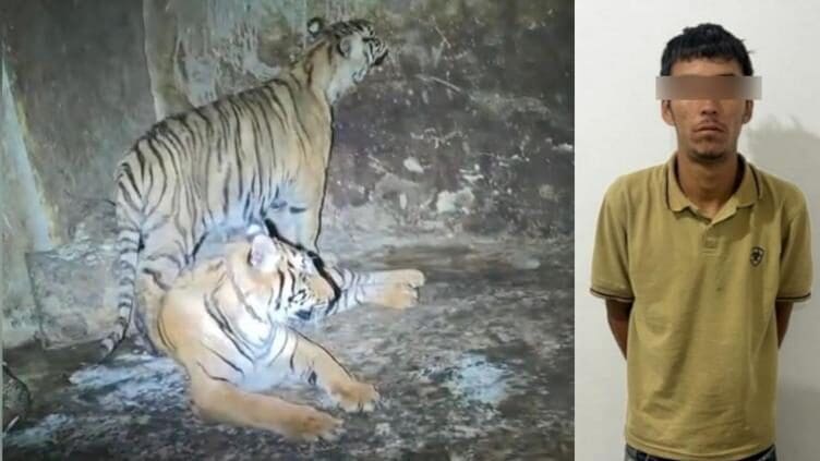 Un operativo de la AEI y el Ejército en Nonoava, Chihuahua, terminó con un detenido, 41 cartuchos calibre .223, casi 10 kilos de droga y el aseguramiento de dos tigres de bengala de un año encerrados en un cuarto de adobe.
