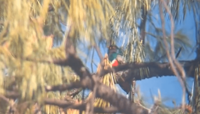 Una publicación viral en Facebook mostró dos aves poco comunes en Chihuahua: una identificada como posible quetzal en un domicilio y otra confirmada como trogón. Los expertos señalan que el quetzal no habita en la región.

