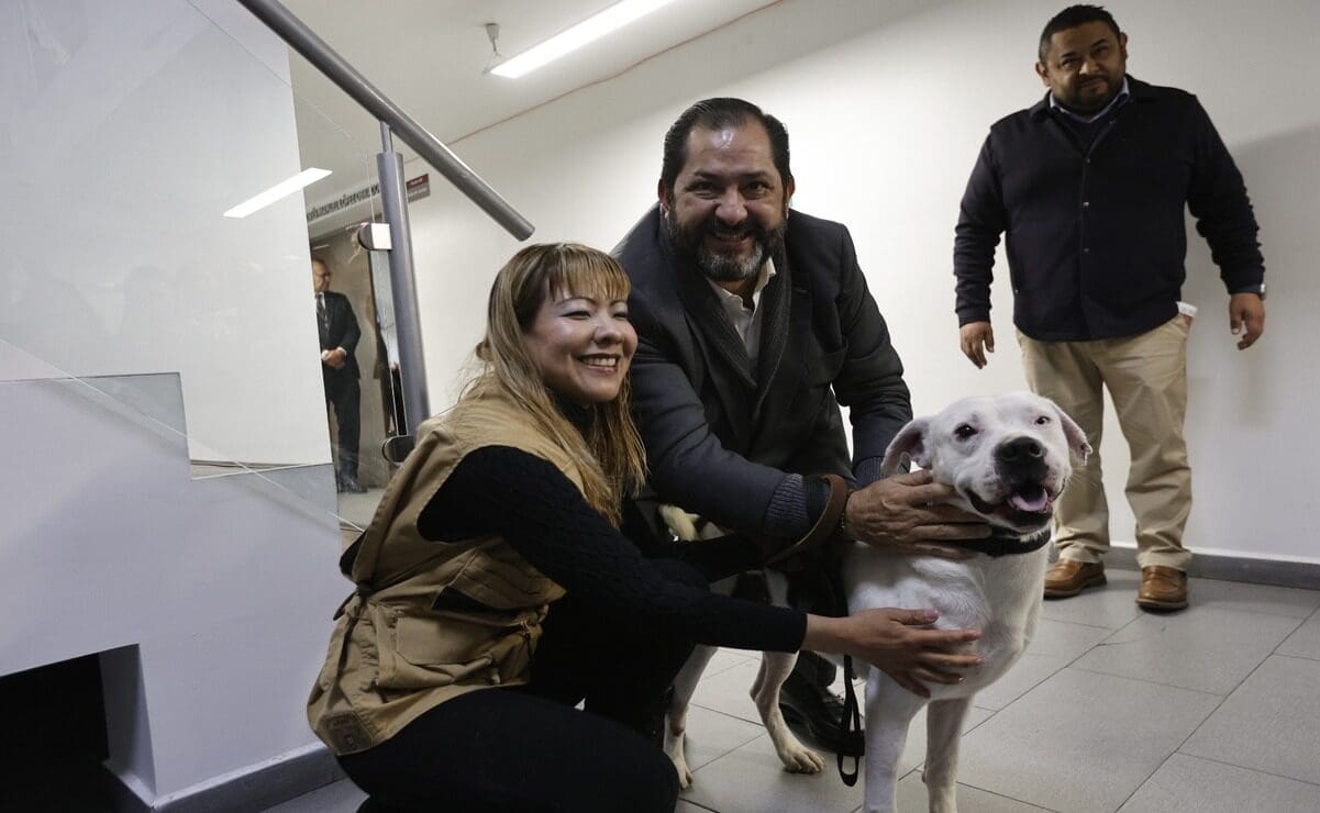 El diputado Borunda propone eliminar la venta de animales en Facebook y redes sociales tras las protestas de colectivos animalistas en el Congreso de Chihuahua. Conoce los detalles de la modificación planteada.
