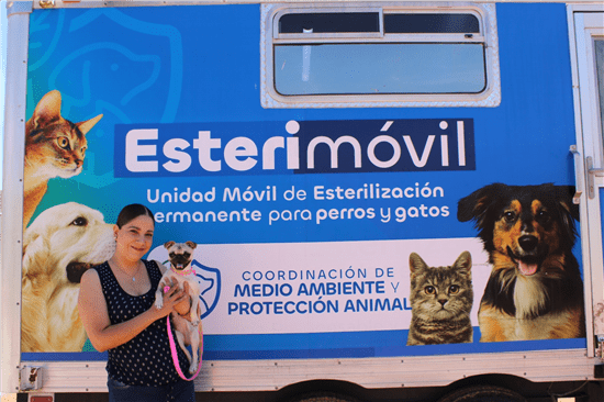 El Municipio de Chihuahua esterilizó a más de 3 mil 334 perros y gatos en 10 meses. El Esterimóvil ofrece el servicio gratis y el Centro Fijo cobra 200 pesos. Conoce cómo agendar tu cita aquí.
