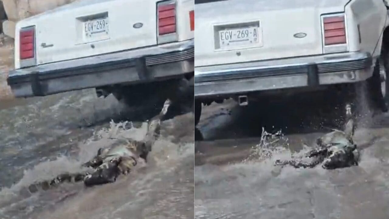 Un video exhibe un presunto caso de crueldad animal en Chihuahua, donde un conductor arrastró a un perro con su automóvil y luego lo abandonó.