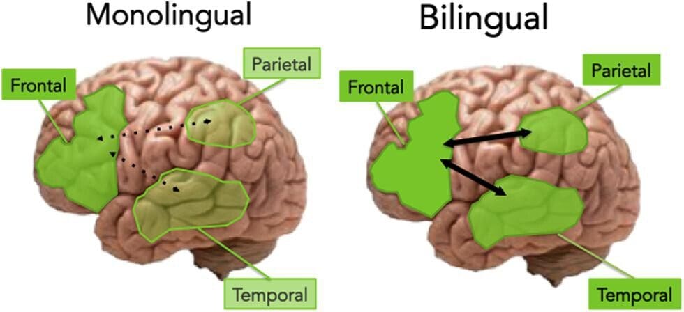 Un estudio sobre bilingüismo reveló que el cerebro podría utilizar un único motor gramatical para procesar varios idiomas mediante mecanismos compartidos.
