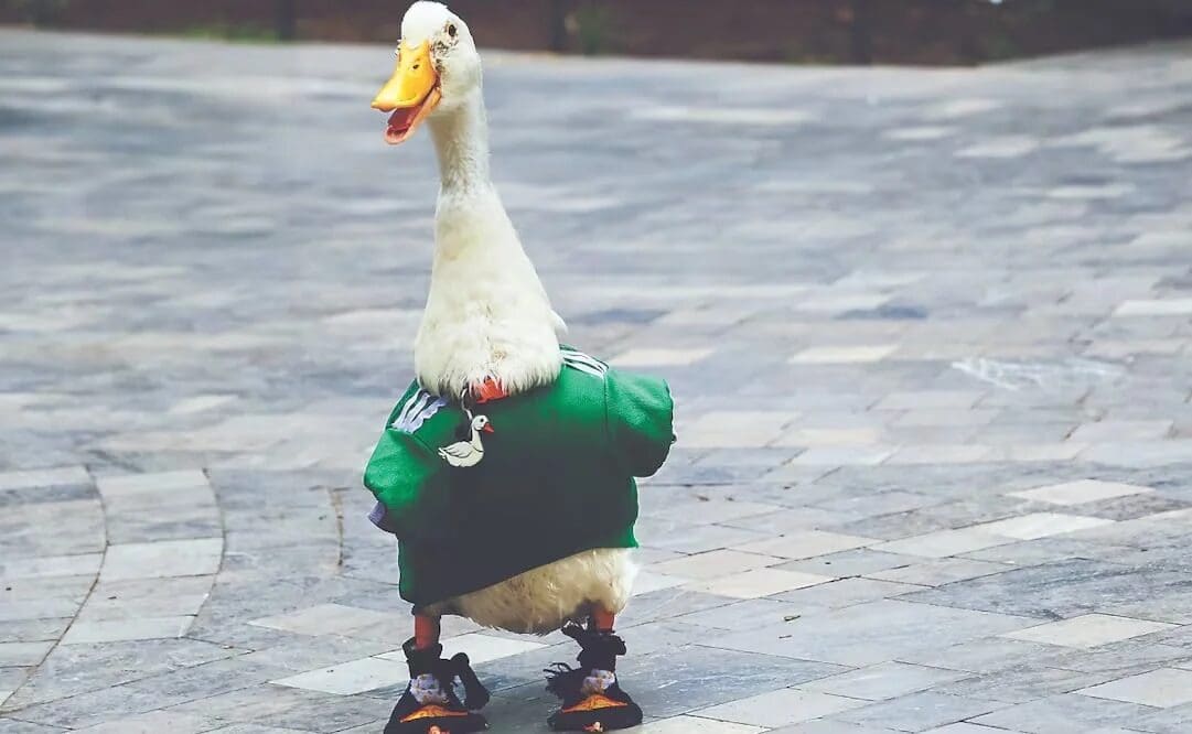 Merlín, el pato viral del Mundial 2026, intentó morder a Claudia Sheinbaum durante la conferencia matutina en Palacio Nacional.