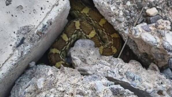 Conoce qué hacer si encuentras una serpiente o un animal silvestre en tu casa y cuáles son las recomendaciones de Protección Civil.