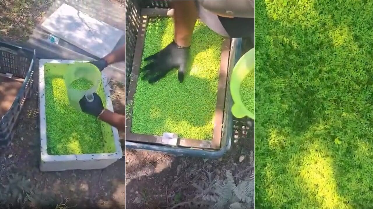 La Secretaría de Desarrollo Rural explicó cómo prepara y tiñe las moscas estériles utilizadas para combatir el gusano barrenador en Chihuahua.