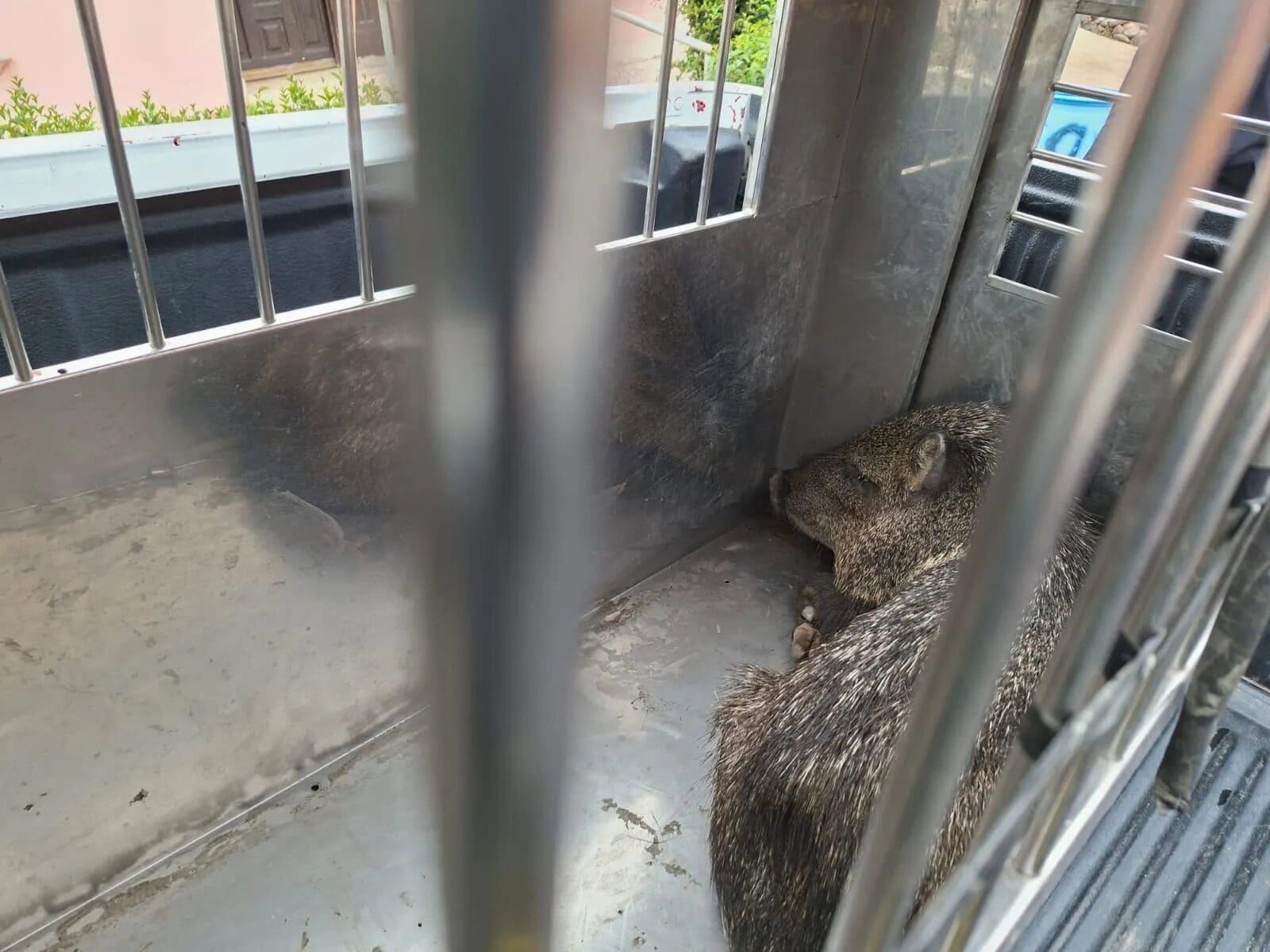 Bomberos y policías municipales capturaron un pecarí que deambulaba por la colonia Santa Rosa; será liberado en su hábitat natural.