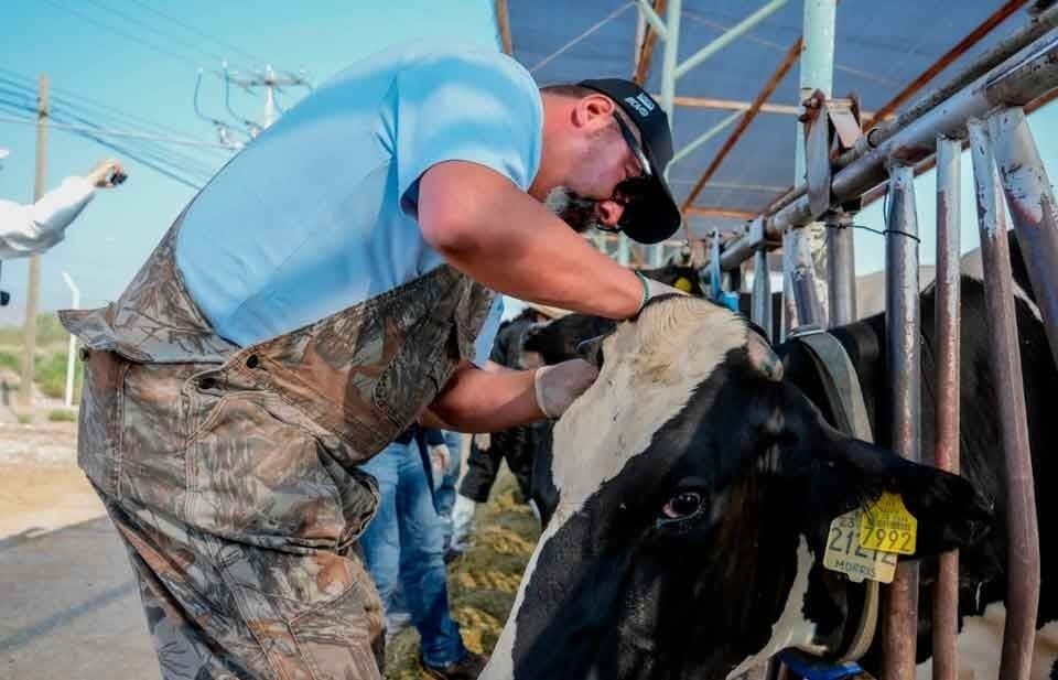 Autoridades activaron protocolos sanitarios en Parral tras detectar un posible caso de gusano barrenador en un becerro; Senasica analiza las muestras.