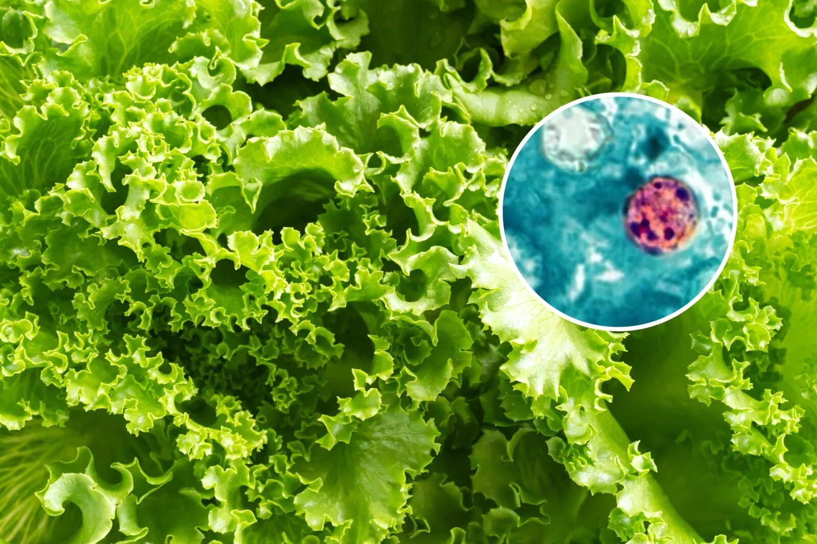 La FDA confirmó que el supuesto hallazgo de Cyclospora en lechuga de México fue un falso positivo, aunque la investigación y el retiro preventivo continúan.