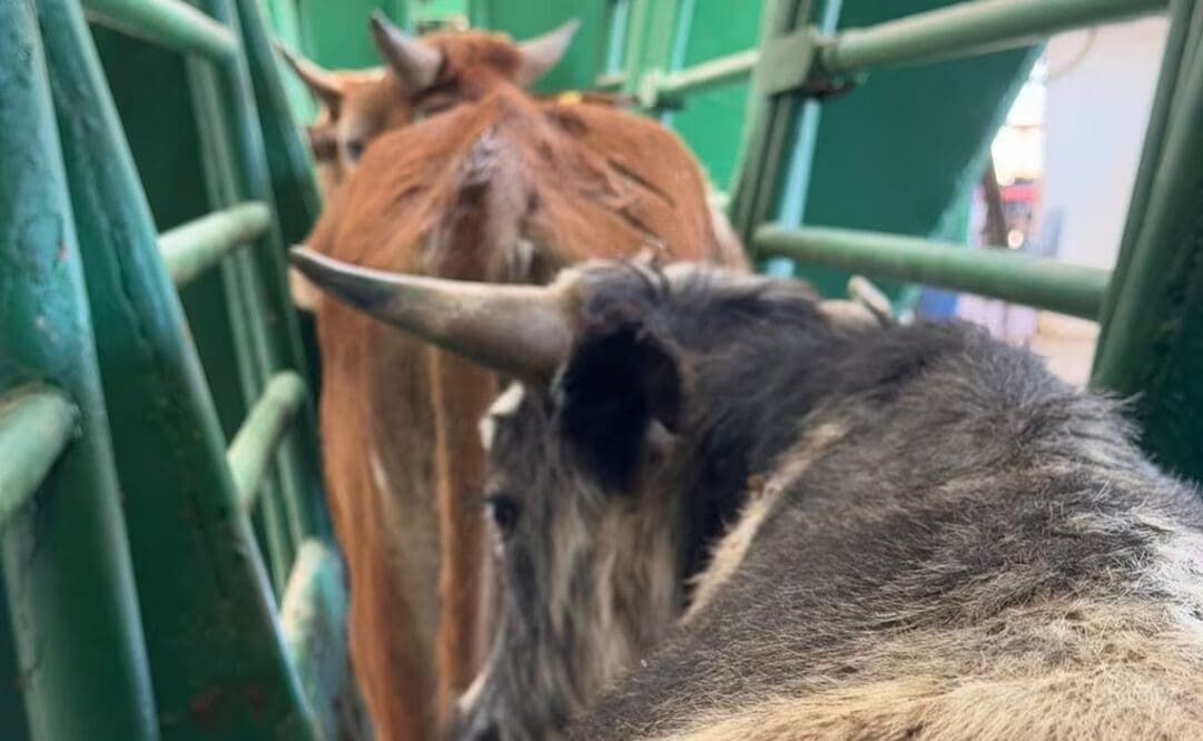 Senasica confirmó cinco casos de gusano barrenador en Chihuahua tras detectar tres nuevos contagios, incluido uno en el municipio de Rosales.