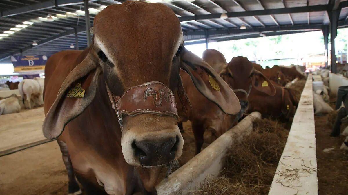 La UGRCH pidió al Gobierno Federal reforzar el control del ganado en la frontera sur y cancelar las cuotas de importación de carne de Brasil y Argentina.